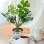 Pack Of Two Artificial Plants In Ceramic Pot, thumbnail 2 of 8