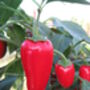 Grow Your Own Chilli Seeds Selection Pack, thumbnail 3 of 7