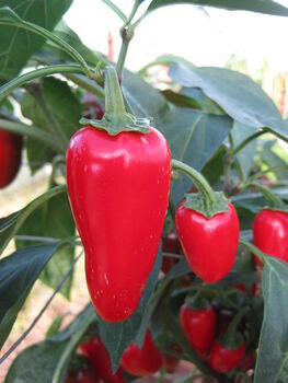 Grow Your Own Chilli Seeds Selection Pack, 3 of 7