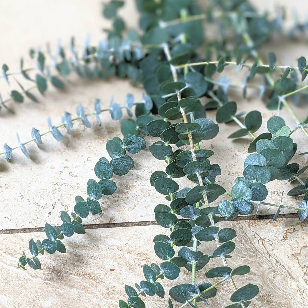 Fresh Cut Eucalyptus Stems Baby Blue By The Danes