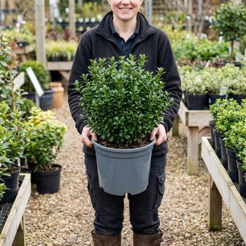 Euonymus Microphyllus7.5 L Potted Shrub, 5 of 5
