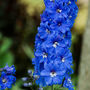 Unusual Birthday Gardening Gift. July Birth Flower, thumbnail 2 of 3