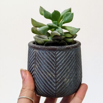 Plant Your Own Succulent Kit With Blue Leaf Pot, 5 of 5