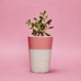 Concrete Pot Tall With Cactus/ Succulent In Pink, thumbnail 1 of 3