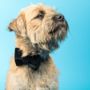 Glitter Ball Velvet Luxe Dog Bow Tie, thumbnail 2 of 4