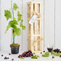 Grow Your Own Red Wine Gift Crate, thumbnail 1 of 11