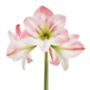 Amaryllis 'Apple Blossom' Two X Bulb Pack, thumbnail 1 of 5