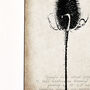 Teasel Seedhead Fine Art Print Botanical Series, thumbnail 3 of 5