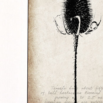 Teasel Seedhead Fine Art Print Botanical Series, 3 of 5