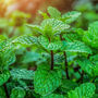 Herb Plants Garden Mint Plant In A 9cm Pot, thumbnail 7 of 10