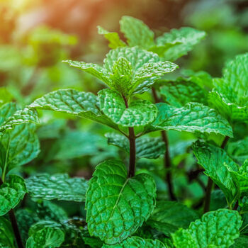 Herb Plants Garden Mint Plant In A 9cm Pot, 7 of 10