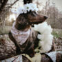 Pink Birthday Girl Dog Bandana, thumbnail 3 of 4