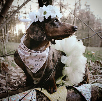 Pink Birthday Girl Dog Bandana, 3 of 4