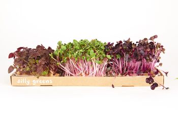 Grow Your Own Micro Herbs Letterbox Subscription, 3 of 10