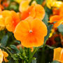 Flowers Pansy 'Clear Orange' Six X Plant Pack, thumbnail 4 of 8