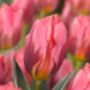 Princess Tulip Bulbs – Pink Spring Flowers, thumbnail 1 of 4