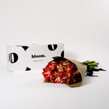 Candy Cane Amaryllis Fresh Flower Bouquet, 2 of 3