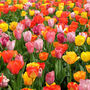 Spring Bulbs Tulips 'Mixed' 48 X Bulb Pack, thumbnail 5 of 5