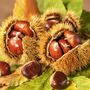 Sweet Chestnut Tree One X Tall Plant In 10 Litre Pot, thumbnail 1 of 5