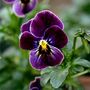 Flowering Plants Viola 'Antique Shades' X Six Pack, thumbnail 3 of 9