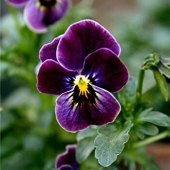 Flowering Plants Viola 'Antique Shades' X Six Pack, 3 of 9