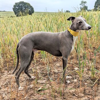 Yellow Leather Whippet Collar Can Be Personalised, 6 of 12