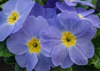 Primrose 'Candy Mix' Six X Full Plant Pack, 4 of 6