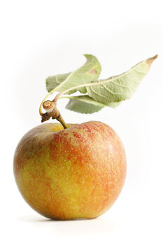 Apple Tree 'Queen Cox', 7 of 7