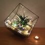 Branded Corporate Gift Large Cube Terrarium Plant, thumbnail 3 of 4
