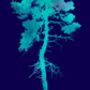 'Tree With Two Little Birds' Fine Art Giclee Print, thumbnail 5 of 7