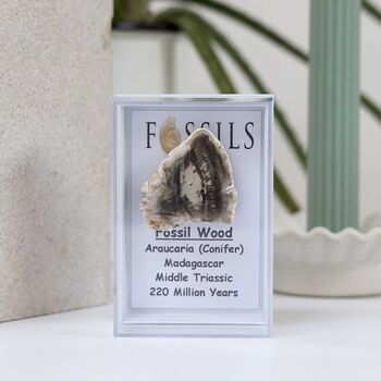 Fossil Wood Slice Araucaria Conifer, 2 of 10