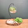 Diy Air Plant Terrarium Kit Hanging Terrarium Gift Forest Green, thumbnail 4 of 7