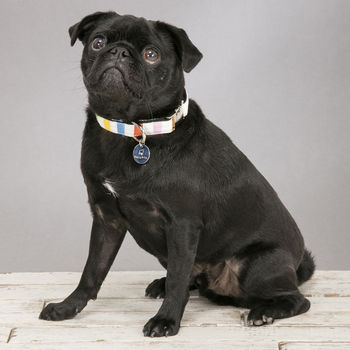 The Thurlestone Pastel Striped Dog Collar, 4 of 4