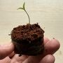 Grow Your Own Tomatoes, thumbnail 3 of 4