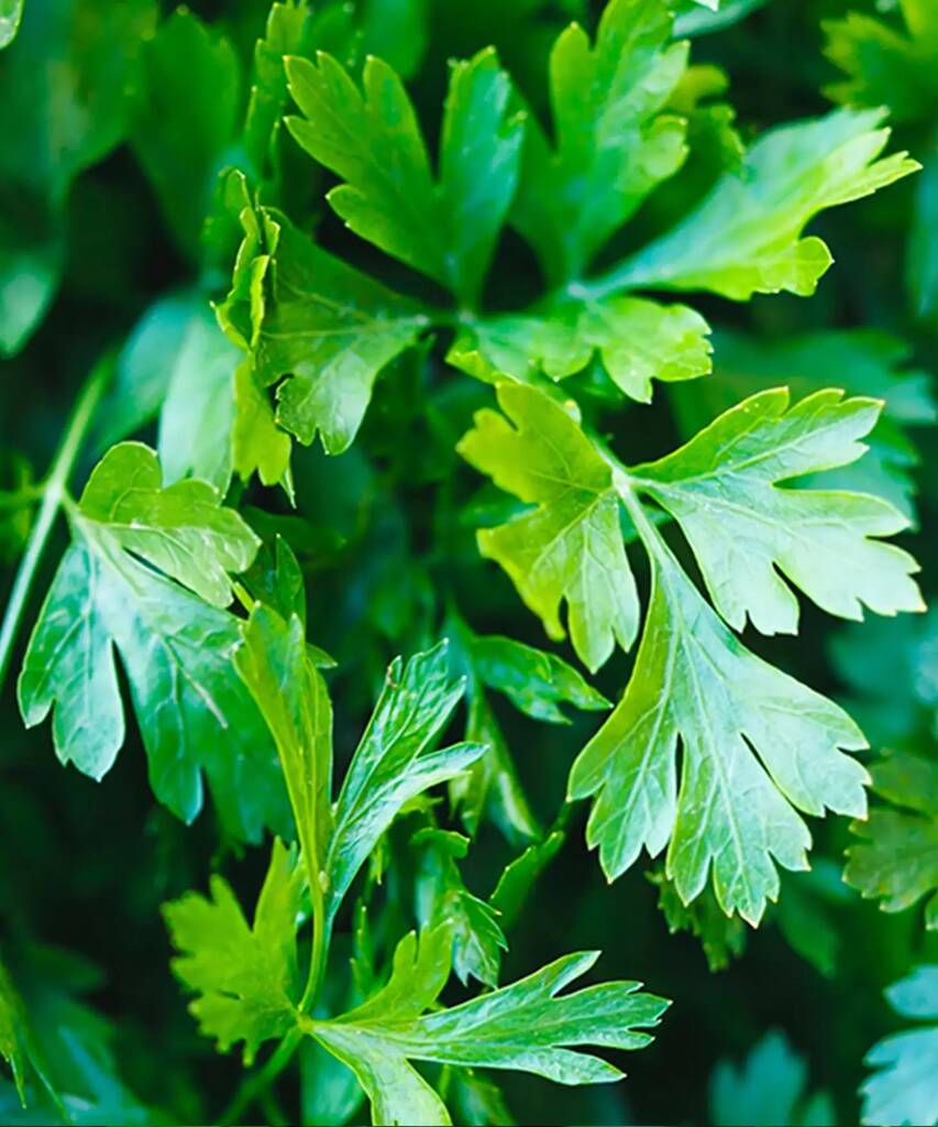 Parsley Seeds By Heliotique