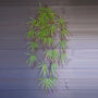 100cm Artificial Hanging Acer Spider Plant, thumbnail 1 of 4