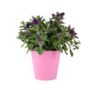 Hebe Purple Shrub – Evergreen Garden Flowering Bush, thumbnail 2 of 4