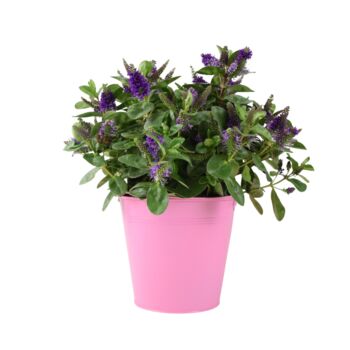 Hebe Purple Shrub – Evergreen Garden Flowering Bush, 2 of 4