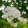 Lilac Bush Syringa, 'Madame Lemoine', Plant In 10 L Pots, thumbnail 4 of 4