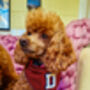 Personalised Polka Dot Dog Tie On Bandana Red Or Green, thumbnail 6 of 12
