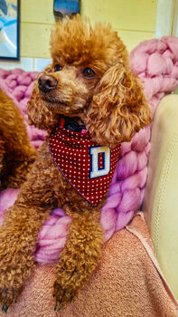 Personalised Polka Dot Dog Tie On Bandana Red Or Green, 6 of 12