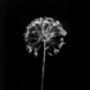 Collection Of Three Monochrome Dried Flower Art Prints, thumbnail 5 of 9