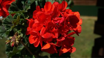 Flowering Plant Geranium 'Neon Rose' 12x Plant Pack, 3 of 7