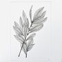 Bay Leaves Original Botanical Illustration, thumbnail 2 of 4