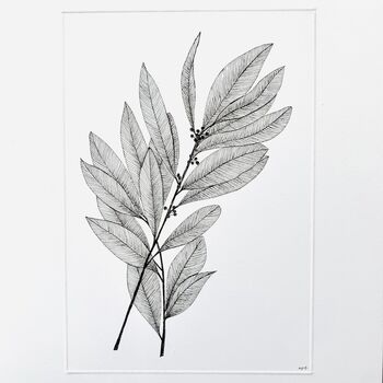 Bay Leaves Original Botanical Illustration, 2 of 4