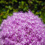 Spring Bulbs Allium 'Globemaster' 12 X Bulb Pack, thumbnail 2 of 6