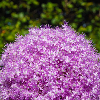 Spring Bulbs Allium 'Globemaster' 12 X Bulb Pack, 2 of 6