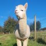Alpaca Wrangler Experience For One Person Near York, thumbnail 2 of 5