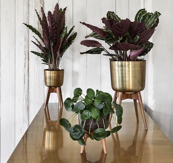 Brass Plant Pot On A Wooden Stand, 2 of 3