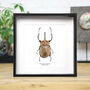 Elephant Beetle Insect Bug Entomology Taxidermy Box Frame, thumbnail 1 of 3